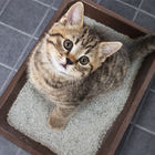 Guar Gum Industri Untuk Kotoran Kucing, Meningkatkan Kekuatan Penggumpalan Untuk Bentonit / Silika Gel